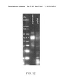 Intein-modified enzymes, their production and industrial applications diagram and image