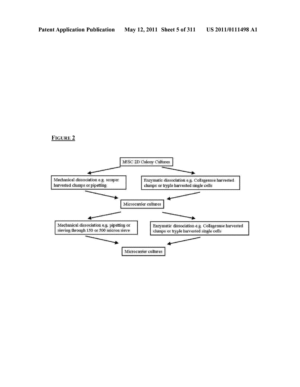 Microcarriers for Stem Cell Culture - diagram, schematic, and image 06