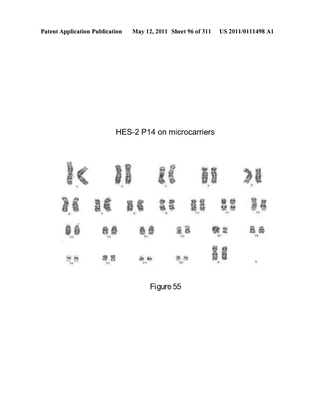 Microcarriers for Stem Cell Culture - diagram, schematic, and image 97