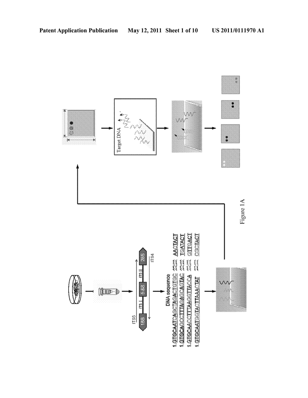 MICROCHIP FOR IDENTIFYING PHELLINUS SPECIES AND THE METHOD THEREOF - diagram, schematic, and image 02