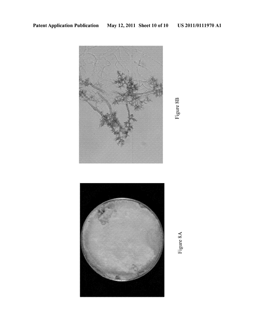 MICROCHIP FOR IDENTIFYING PHELLINUS SPECIES AND THE METHOD THEREOF - diagram, schematic, and image 11