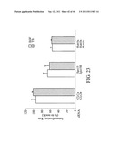 siRNA targeting spleen tyrosine kinase diagram and image