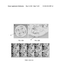 CENTRIFUGAL MICROFLUIDIC SYSTEM FOR NUCLEIC ACID SAMPLE PREPARATION, AMPLIFICATION, AND DETECTION diagram and image
