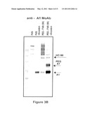 FACTOR VIII POLYMER CONJUGATES diagram and image