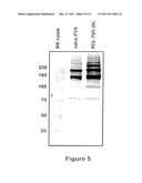 FACTOR VIII POLYMER CONJUGATES diagram and image