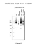 FACTOR VIII POLYMER CONJUGATES diagram and image