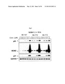 SPIRO-OXINDOLE MDM2 ANTAGONISTS diagram and image