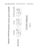 METHOD OF TREATING CANCER USING A NEUROPEPTIDE Y 5R (NP Y5R) ANTAGONIST diagram and image