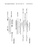 RNAi-BASED THERAPEUTICS FOR ALLERGIC RHINITIS AND ASTHMA diagram and image