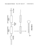 RNAi-BASED THERAPEUTICS FOR ALLERGIC RHINITIS AND ASTHMA diagram and image