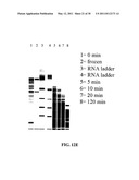 METHODS AND COMPOSITIONS INVOLVING MICRORNA diagram and image