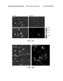 NOVEL STAT3 PATHWAY INHIBITORS AND CANCER STEM CELL INHIBITORS diagram and image