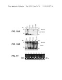 Compositions and Methods Relating to STOP-1 diagram and image