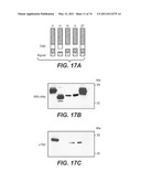 Compositions and Methods Relating to STOP-1 diagram and image