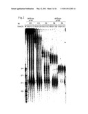 RNA INTERFERENCE MEDIATING SMALL RNA MOLECULES diagram and image