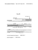 RNA INTERFERENCE MEDIATING SMALL RNA MOLECULES diagram and image