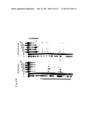 RNA INTERFERENCE MEDIATING SMALL RNA MOLECULES diagram and image