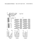 RNA INTERFERENCE MEDIATING SMALL RNA MOLECULES diagram and image