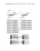 RNA INTERFERENCE MEDIATING SMALL RNA MOLECULES diagram and image