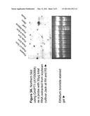 Soybean Isopentenyl Transferase Genes and Methods of Use diagram and image