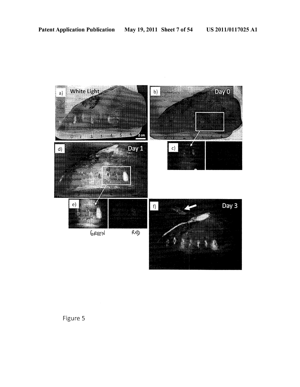 DEVICE AND METHOD FOR FLUORESCENCE-BASED IMAGING AND MONITORING - diagram, schematic, and image 08