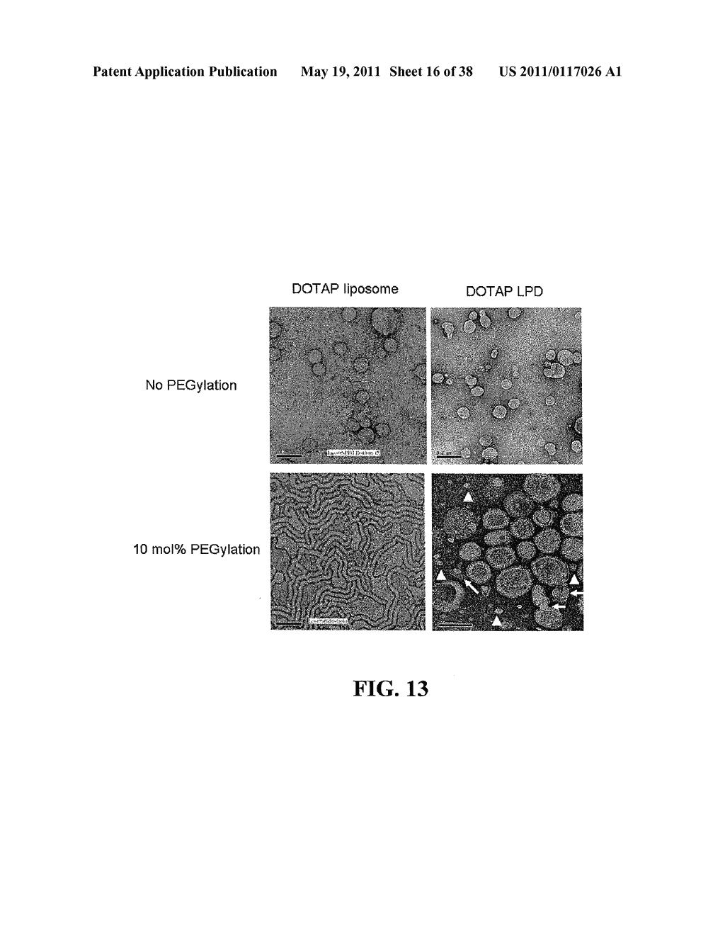 METHODS AND COMPOSITIONS FOR THE DELIVERY OF BIOACTIVE COMPOUNDS - diagram, schematic, and image 17