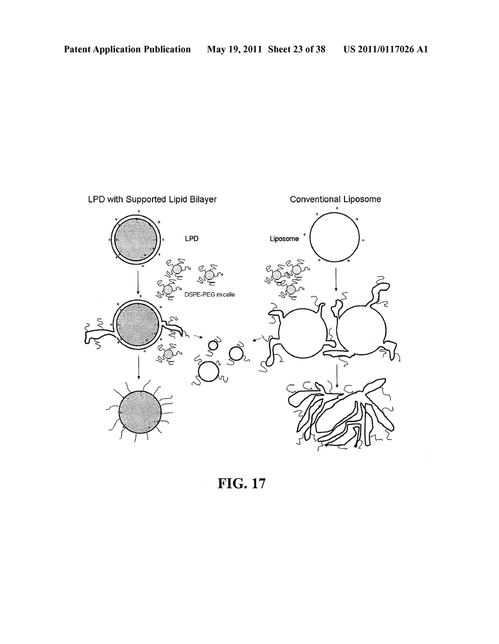 METHODS AND COMPOSITIONS FOR THE DELIVERY OF BIOACTIVE COMPOUNDS - diagram, schematic, and image 24