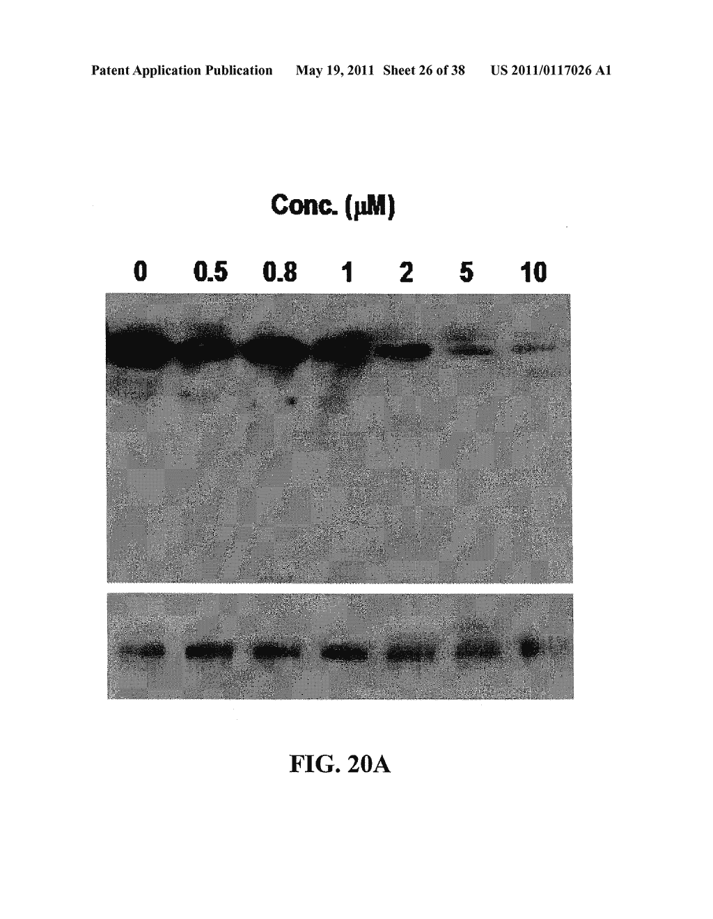 METHODS AND COMPOSITIONS FOR THE DELIVERY OF BIOACTIVE COMPOUNDS - diagram, schematic, and image 27