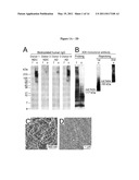 COMPOSITIONS AND METHODS FOR DIAGNOSIS, STRATIFICATION AND TREATMENT OF AMYLOIDOGENIC DISEASES diagram and image