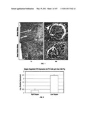 Isolated Renal Cells and Uses Thereof diagram and image