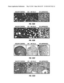 Isolated Renal Cells and Uses Thereof diagram and image