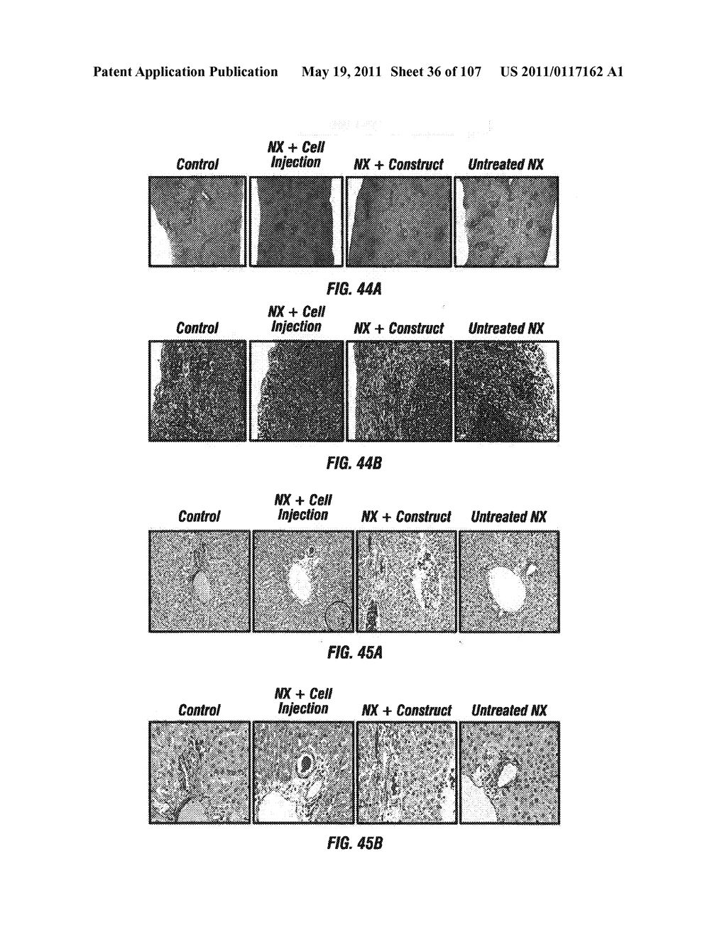 Isolated Renal Cells and Uses Thereof - diagram, schematic, and image 37