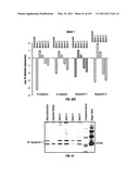 Isolated Renal Cells and Uses Thereof diagram and image