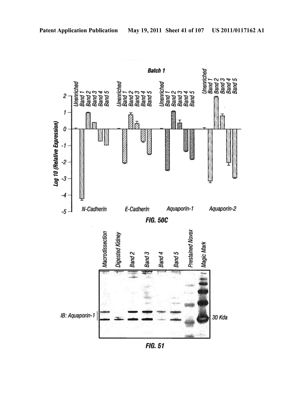 Isolated Renal Cells and Uses Thereof - diagram, schematic, and image 42