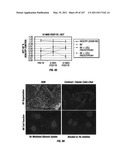 Isolated Renal Cells and Uses Thereof diagram and image