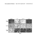 Isolated Renal Cells and Uses Thereof diagram and image