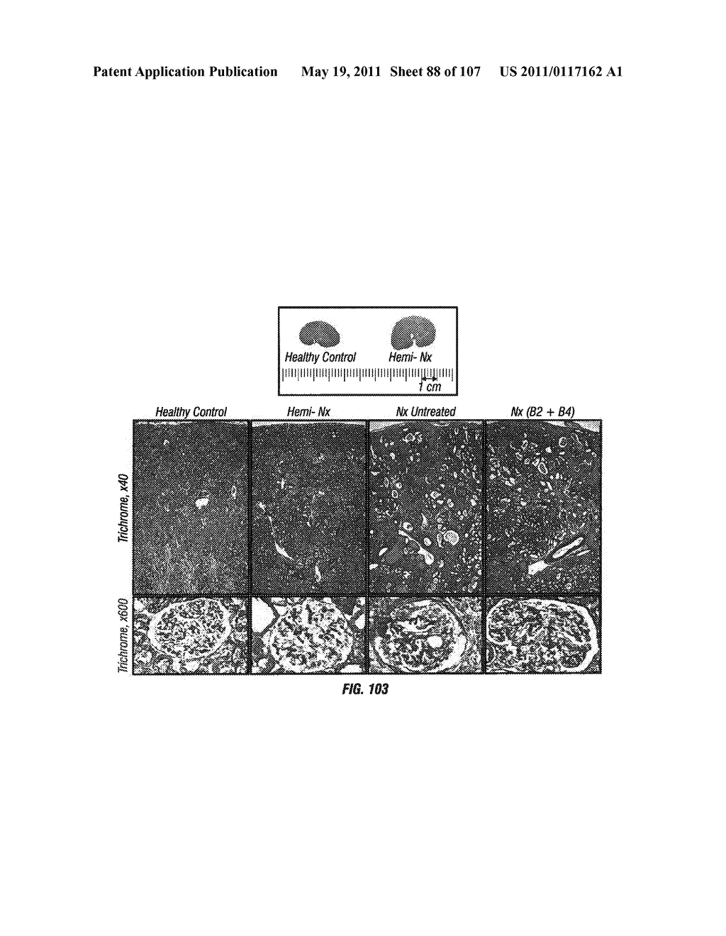 Isolated Renal Cells and Uses Thereof - diagram, schematic, and image 89