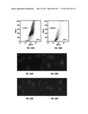 Isolated Renal Cells and Uses Thereof diagram and image