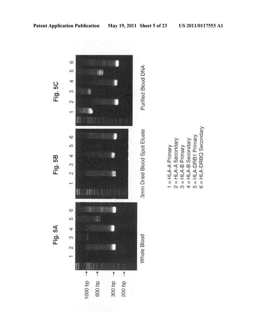 Methods for PCR and HLA typing using raw blood - diagram, schematic, and image 06