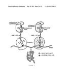 HIGH-SENSITIVE FLUORESCENT ENERGY TRANSFER ASSAY USING FLUORESCENT AMINO ACIDS AND FLUORESENT PROTEINS diagram and image