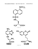 HIGH-SENSITIVE FLUORESCENT ENERGY TRANSFER ASSAY USING FLUORESCENT AMINO ACIDS AND FLUORESENT PROTEINS diagram and image