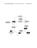 HIGH-SENSITIVE FLUORESCENT ENERGY TRANSFER ASSAY USING FLUORESCENT AMINO ACIDS AND FLUORESENT PROTEINS diagram and image