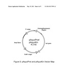 ARTIFICIAL ENTROPIC BRISTLE DOMAIN SEQUENCES AND THEIR USE IN RECOMBINANT PROTEIN PRODUCTION diagram and image