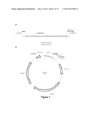 DOUBLE-STRANDED NUCLEIC ACID diagram and image