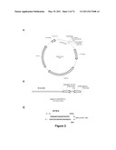 DOUBLE-STRANDED NUCLEIC ACID diagram and image