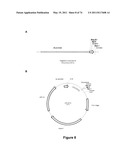 DOUBLE-STRANDED NUCLEIC ACID diagram and image