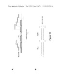 DOUBLE-STRANDED NUCLEIC ACID diagram and image