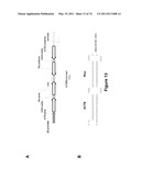 DOUBLE-STRANDED NUCLEIC ACID diagram and image