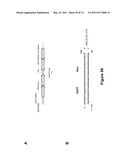 DOUBLE-STRANDED NUCLEIC ACID diagram and image