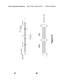 DOUBLE-STRANDED NUCLEIC ACID diagram and image